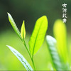 百鸟峥茗 | 新昌大佛龙井 125g  一盏茶中品味江南山水，共享茶禅中生活逸趣 商品缩略图1