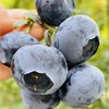 北纬串枝蓝莓|强推刚到串枝蓝莓还是18+果；刚从树上摘下来的蓝莓太新鲜了让人爱不释手，美极了🌹枝冠金标挂枝蓝莓新果，清香脆甜，非常细腻爽口，零渣渣，甜滋滋的，一串串的大口吃好过瘾啊~ 商品缩略图0