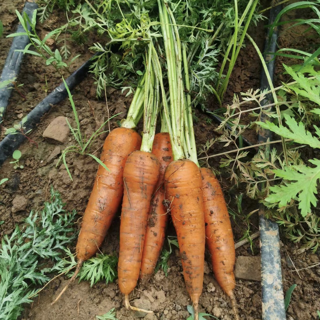 弘德生态酵素蔬菜水果黄瓜，长黄瓜，角瓜，紫豆角，西红柿，绿甘蓝，紫甘蓝，香芹，尖椒，螺丝椒，胡萝卜，白萝卜，土豆，微瑕西芹