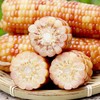 【3根装！云南花糯玉米】单根150g+，产地直发，坏果包赔，软糯香甜可口，香糯黏软，营养美味 商品缩略图4