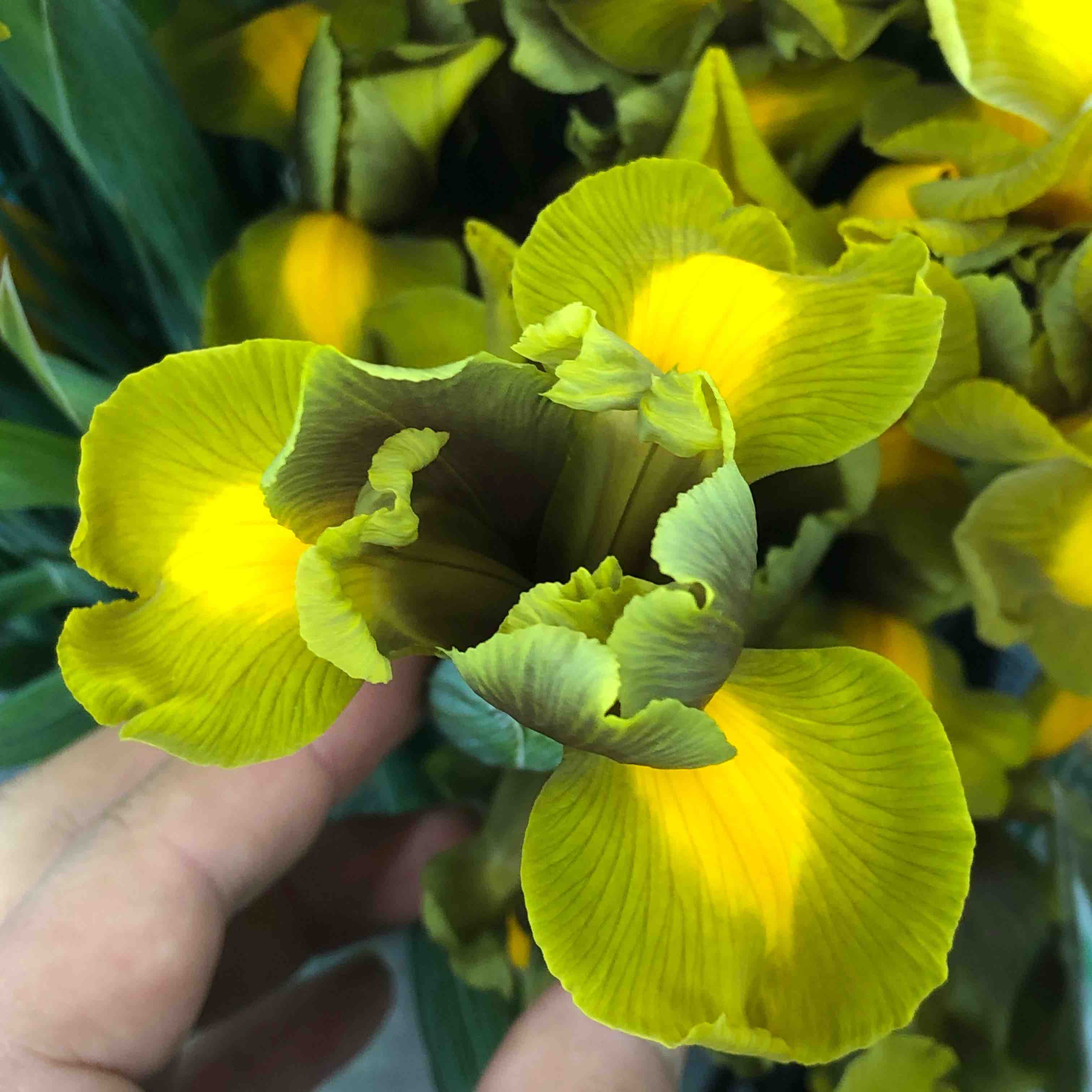 配花-鸢尾-墨绿-10支