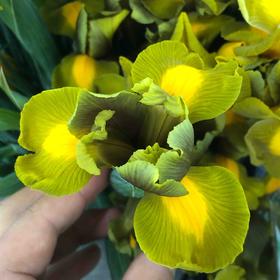 配花-鸢尾-墨绿-10支