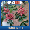 包邮 | 甘肃特产花椒叶粉 食用干碎花椒叶子 大红袍花椒叶 干净蒸馒头烙饼 麻香调料 商品缩略图2