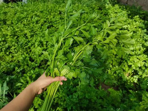 弘德生态酵素蔬菜水果黄瓜，长黄瓜，角瓜，紫豆角，西红柿，绿甘蓝，紫甘蓝，香芹，尖椒，螺丝椒，胡萝卜，白萝卜，土豆，微瑕西芹 商品图11