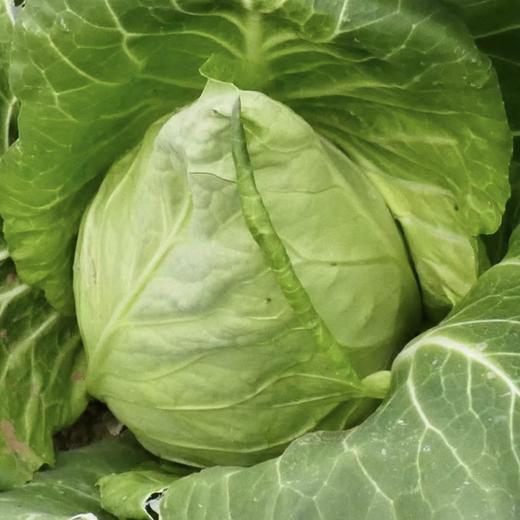 弘德生态酵素蔬菜水果黄瓜，长黄瓜，角瓜，紫豆角，西红柿，绿甘蓝，紫甘蓝，香芹，尖椒，螺丝椒，胡萝卜，白萝卜，土豆，微瑕西芹 商品图4