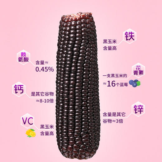 稻宝昌 东北鲜制黑糯玉米棒真空 8穗2000g 商品图2