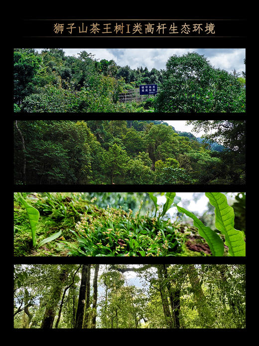 【狮子王】仅余5饼！！2024年春茶鼎级奢品易武之巅全球仅此一棵是对鼎峰口感的追求也是一种身份的象征一口诠释味觉的鼎级享受 商品图2