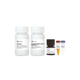 Cell Senescence β-Galactosidase Staining Kit