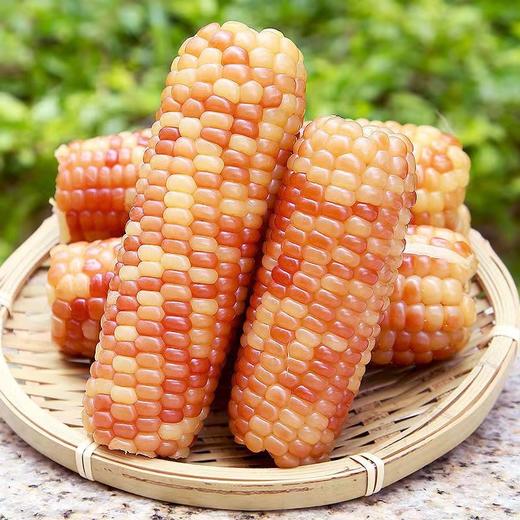【3根装！云南花糯玉米】单根150g+，产地直发，坏果包赔，软糯香甜可口，香糯黏软，营养美味 商品图1