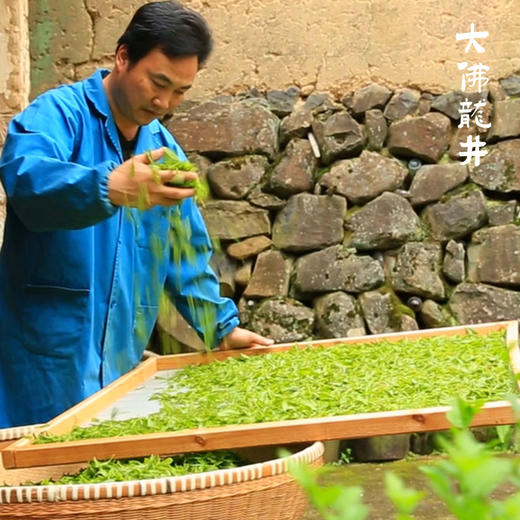 百鸟峥茗 | 新昌大佛龙井 125g  一盏茶中品味江南山水，共享茶禅中生活逸趣 商品图4