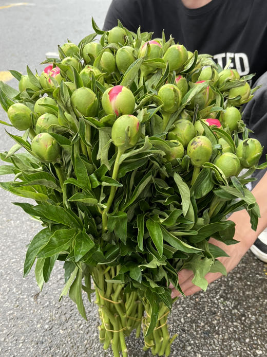 国产芍药-【夏威夷珊瑚】 商品图3