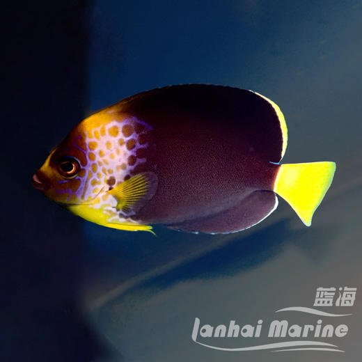 人工混种澳洲蓝面 商品图1