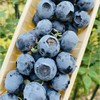 北纬串枝蓝莓|强推刚到串枝蓝莓还是18+果；刚从树上摘下来的蓝莓太新鲜了让人爱不释手，美极了🌹枝冠金标挂枝蓝莓新果，清香脆甜，非常细腻爽口，零渣渣，甜滋滋的，一串串的大口吃好过瘾啊~ 商品缩略图3