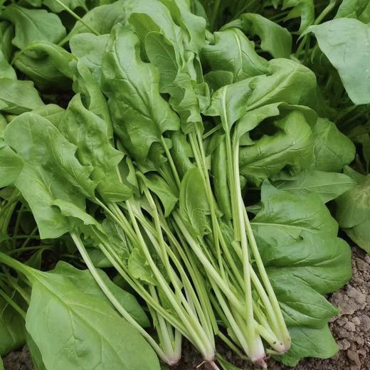 弘德生态酵素蔬菜水果黄瓜，长黄瓜，角瓜，紫豆角，西红柿，绿甘蓝，紫甘蓝，香芹，尖椒，螺丝椒，胡萝卜，白萝卜，土豆，微瑕西芹 商品图10