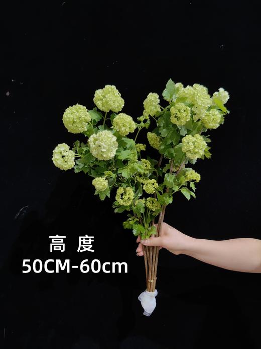 严选精品花材木绣球1扎 商品图5