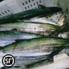 青岛原产地大鲅鱼当季肉厚新鲜顺丰 商品缩略图2