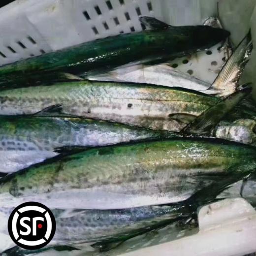 青岛原产地大鲅鱼当季肉厚新鲜顺丰 商品图2