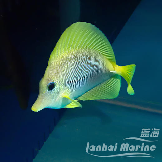 人工紫金吊 商品图4