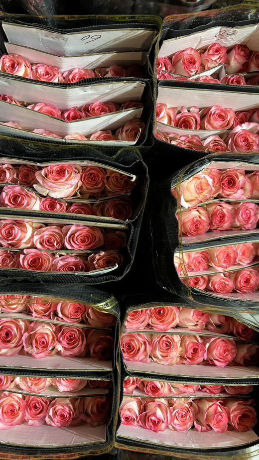 【秒杀福利】玫瑰-爱莎 20枝/扎 商品图3