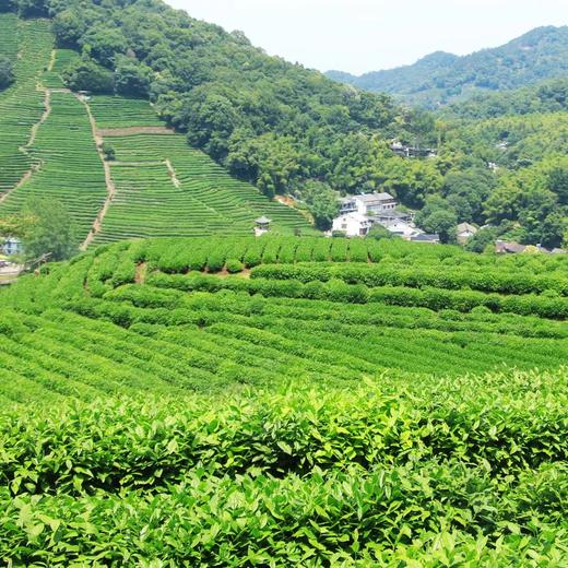 轻户外 | 5.12陌上花开，徒步郎当古道，探寻九溪十八涧，穿越龙井村网红唯美茶田（苏州1日线） 商品图2