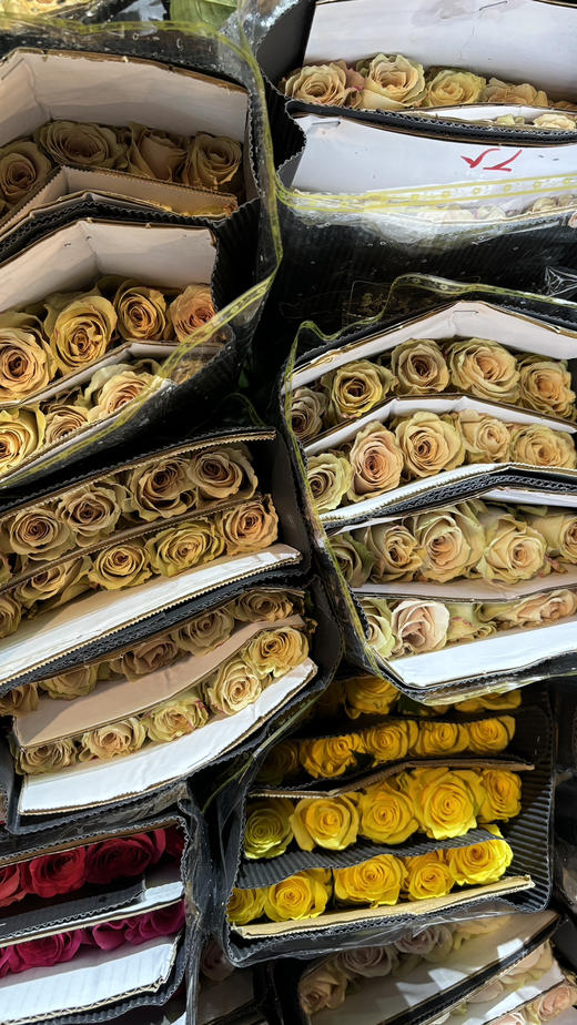 【秒杀福利】玫瑰 - 流沙  20枝/扎 商品图8