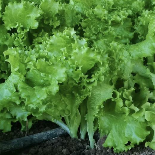 弘德生态酵素蔬菜水果黄瓜，长黄瓜，角瓜，紫豆角，西红柿，绿甘蓝，紫甘蓝，香芹，尖椒，螺丝椒，胡萝卜，白萝卜，土豆，微瑕西芹 商品图6