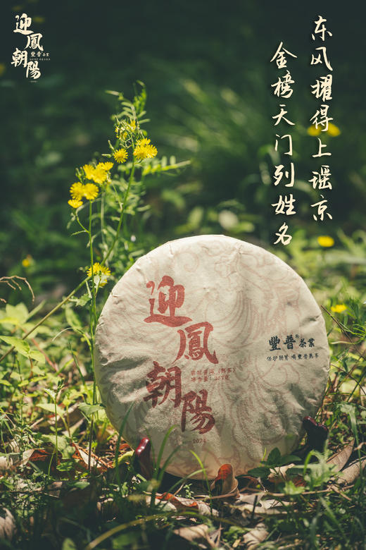 2024年迎凤朝阳 布朗熟茶 357g 商品图4