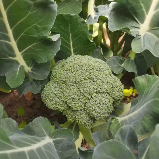 弘德生态酵素蔬菜水果黄瓜，长黄瓜，角瓜，紫豆角，西红柿，绿甘蓝，紫甘蓝，香芹，尖椒，螺丝椒，胡萝卜，白萝卜，土豆，微瑕西芹 商品图2