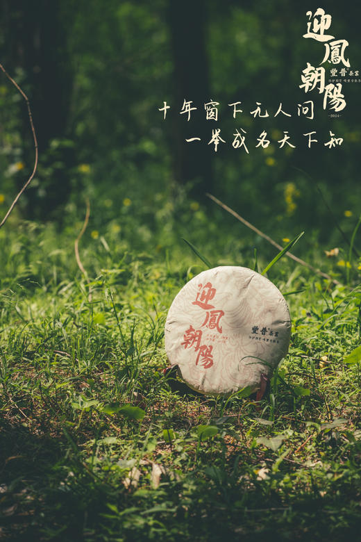 2024年迎凤朝阳 布朗熟茶 357g 商品图2