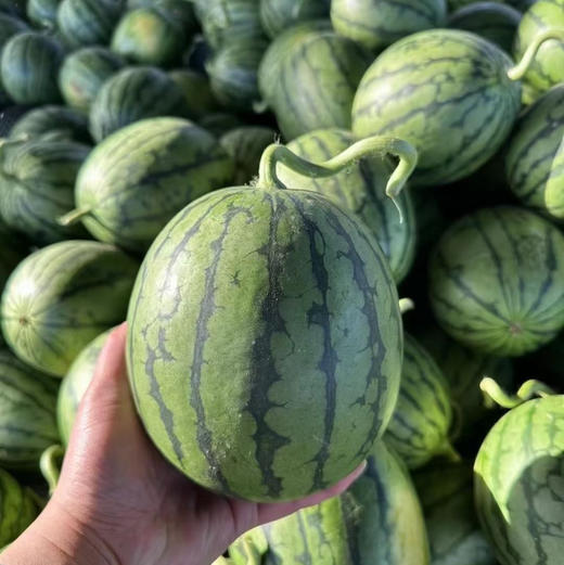 爆甜手撕小糖丸西瓜，甜度报表，肉质脆嫩的迷你麒麟瓜，一人一只 毫无压力，超好吃的西瓜🍉 商品图10