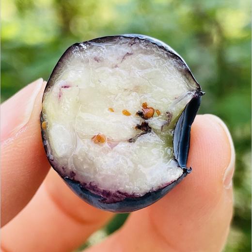 北纬串枝蓝莓|强推刚到串枝蓝莓还是18+果；刚从树上摘下来的蓝莓太新鲜了让人爱不释手，美极了🌹枝冠金标挂枝蓝莓新果，清香脆甜，非常细腻爽口，零渣渣，甜滋滋的，一串串的大口吃好过瘾啊~ 商品图2