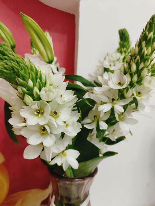 圣心百合5支 商品图1