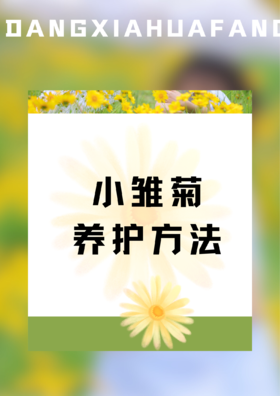 小雏菊的养护方法