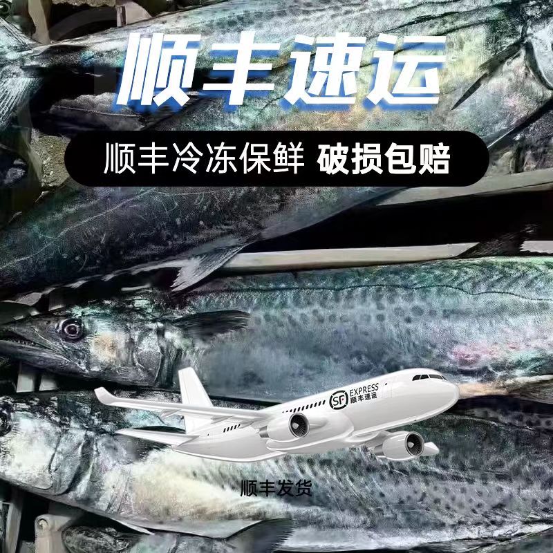 青岛原产地大鲅鱼当季肉厚新鲜顺丰