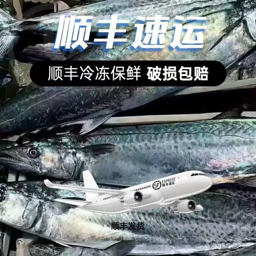 青岛原产地大鲅鱼当季肉厚新鲜顺丰 商品图0