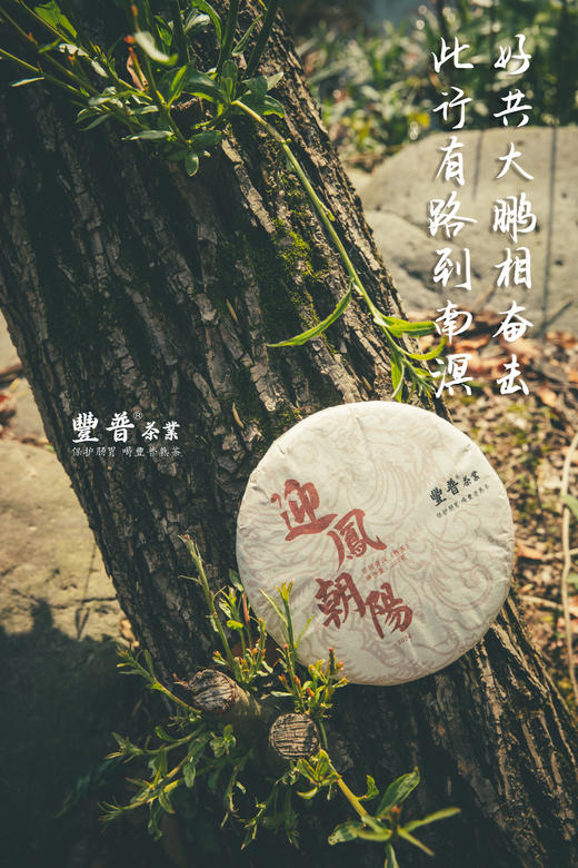 2024年迎凤朝阳 布朗熟茶 357g 商品图10