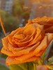 玫瑰-橙色系|新客福利 商品缩略图2
