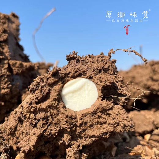 有机铁棍怀山药片/冻干铁棍怀山药粉（成都仓库-顺丰快递 ）| 怀山药片120g/罐，铁棍怀山药粉144g/盒，来自河南焦作，生产者：温林【合作生产，公平贸易】 商品图3