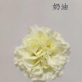 康乃馨.奶油