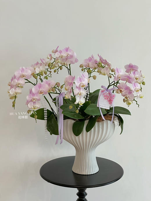 [ 春韵花语 ] 蝴蝶兰盆栽 商品图0