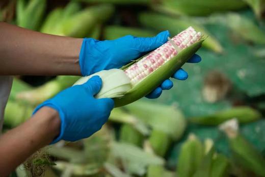 【粗粮美农】西双版纳香甜糯小玉米包谷 商品图2