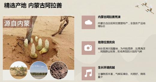 AY国药药材肉苁蓉粉 商品图0