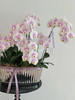 【花海浪漫】蝴蝶兰盆栽（每盆形态不同，介意慎拍） 商品缩略图2