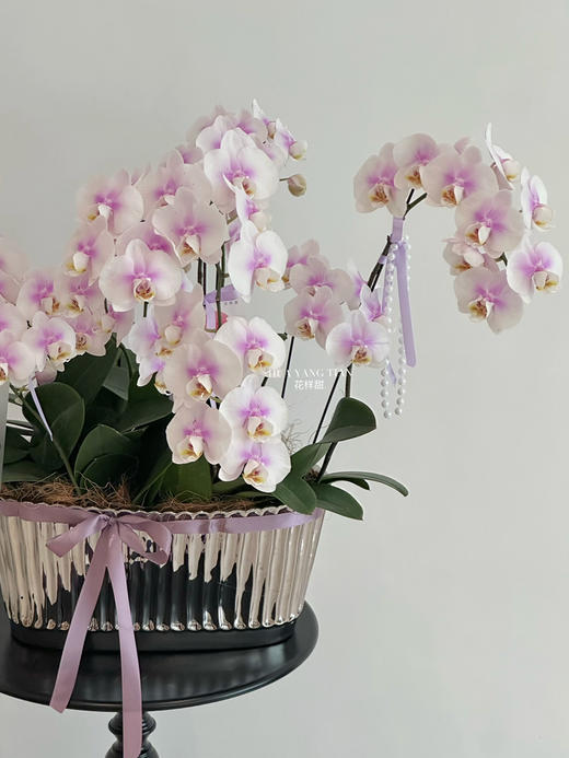 【花海浪漫】蝴蝶兰盆栽（每盆形态不同，介意慎拍） 商品图2