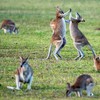 【项目费】澳大利亚动物保护国际志愿者 商品缩略图5