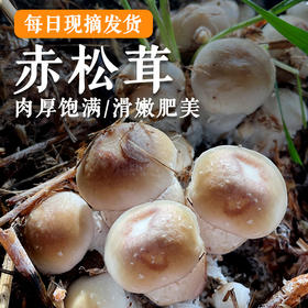 密农人家 农家新鲜赤松茸 2斤/3斤  鲜美菌菇 蘑菇煲汤 菌香浓郁  应季蘑菇     包邮