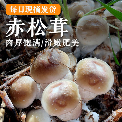 密农人家 农家新鲜赤松茸 2斤/3斤  鲜美菌菇 蘑菇煲汤 菌香浓郁  应季蘑菇     包邮 商品图0