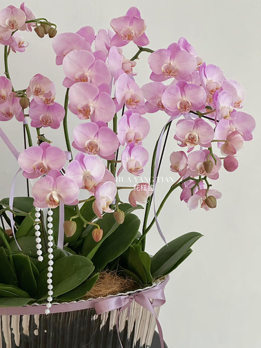 浪漫复兴 蝴蝶兰盆栽（每盆形态不同，介意慎拍） 商品图2