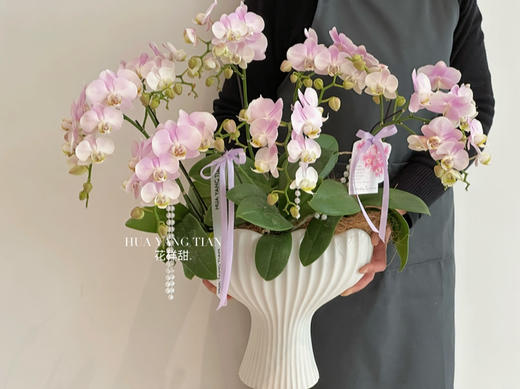 [ 春韵花语 ] 蝴蝶兰盆栽 商品图3