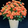 花友专享 | 多头玫瑰-橙色芭比 10枝（30朵+） 商品缩略图0
